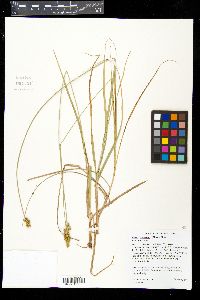 Carex annectens var. annectens image