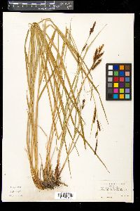 Carex acuta image