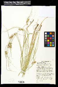 Carex arkansana image