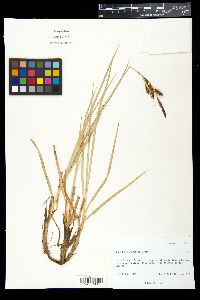 Carex nebrascensis image
