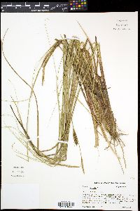 Carex bullata image