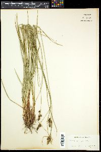 Carex triceps image