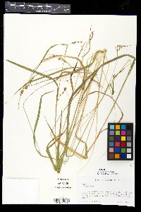 Carex davisii image