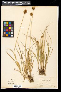 Carex festiva var. haydeniana image
