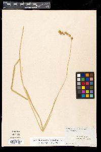 Carex festucacea image