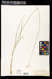 Carex festucacea image