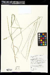 Carex festucacea image