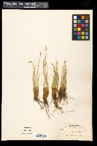 Carex filifolia image