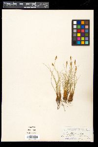Carex filifolia image