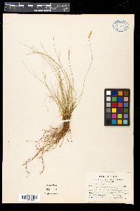 Carex filifolia image
