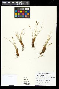 Carex filifolia image