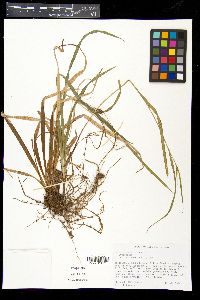 Carex glaucodea image