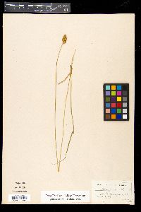 Carex albolutescens image