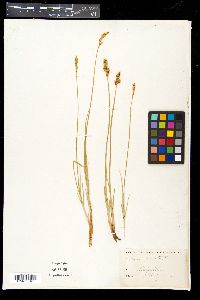 Carex siccata image