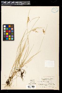 Carex garberi image