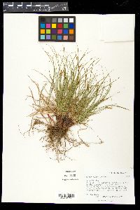 Carex geophila image