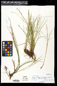 Carex geyeri image