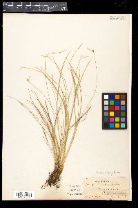 Carex geyeri image