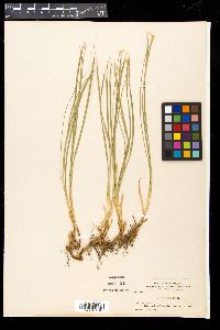 Carex geyeri image