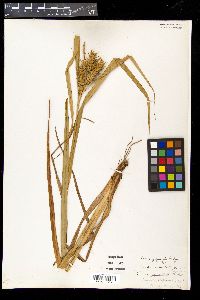 Carex gigantea image