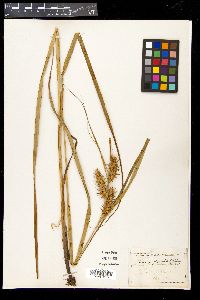 Carex gigantea image