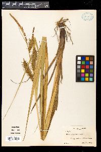 Carex gigantea image