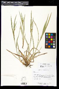 Carex glaucodea image