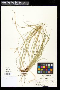 Carex gracilescens image