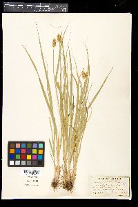 Carex gravida image