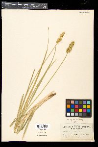 Carex gravida image