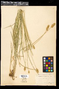 Carex gravida image