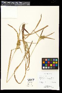 Carex grayi image