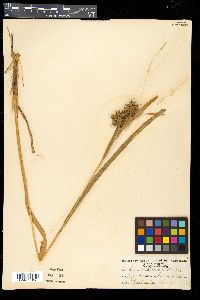 Carex grayi image