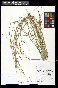 Carex haydenii image