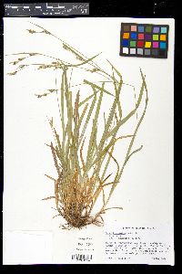 Carex hirtifolia image