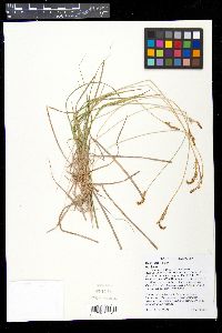 Carex inops image