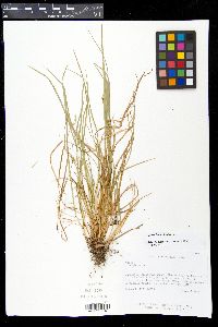 Carex jamesii image