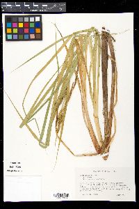 Carex lacustris image