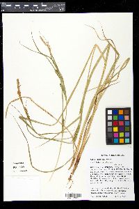 Carex laeviconica image