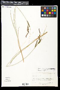 Carex kelloggii image
