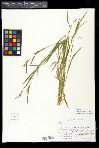 Carex leptonervia image