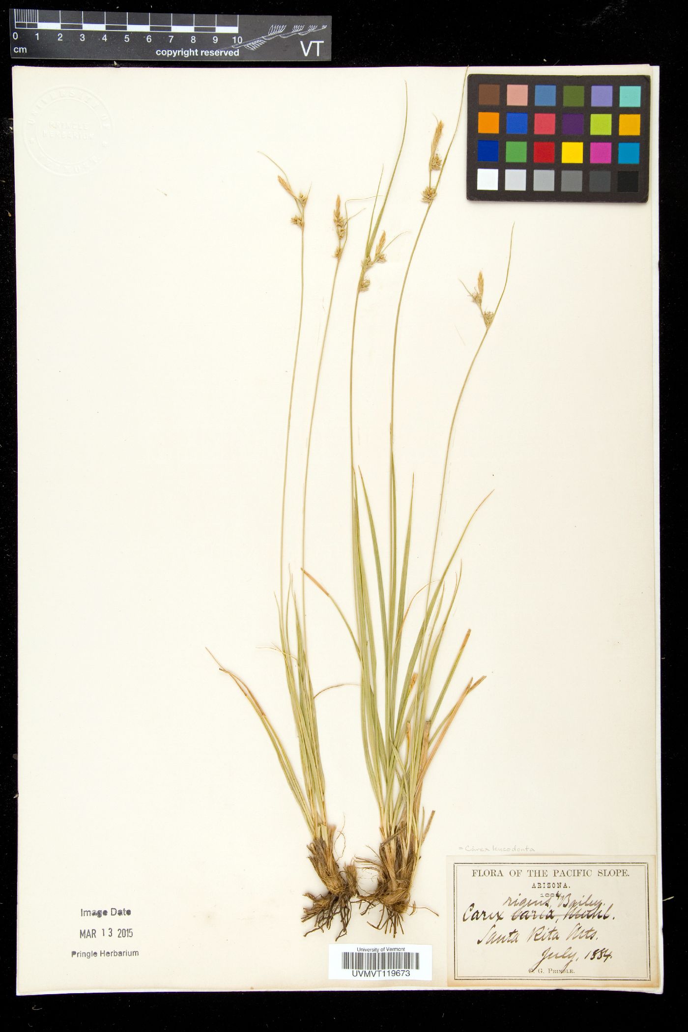 Carex turbinata image