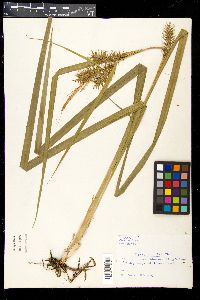 Carex gigantea image