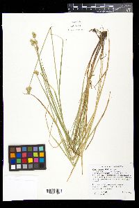 Carex molesta image