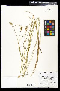 Carex molesta image