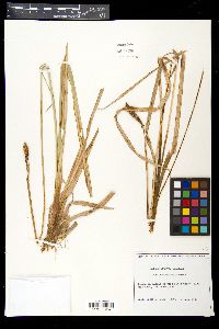 Carex nebraskensis image