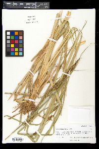 Carex nebrascensis image