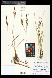 Carex nebrascensis image