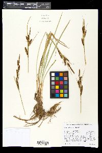 Carex nebrascensis image
