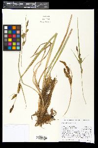 Carex nebrascensis image